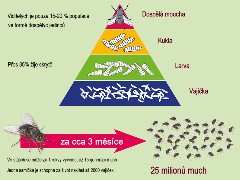 Vývojová stádia mouchy domácí